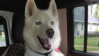 Siberian Husky Facts  What to Expect Owning a Siberian Husky [upl. by Eltsyrc]