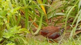 Chinese painted quails Coturnix chinensis  wild type [upl. by Juni86]