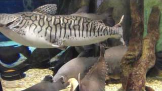 Red tail tiger shovelnose ripsaw catfish amp pacu [upl. by Anikehs]