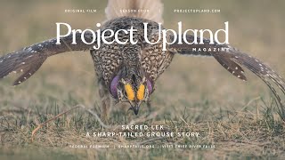 Sharptailed Grouse Lekking  Sacred Lek  A Project Upland Original Film [upl. by Wengert]