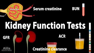 Kidney Function Tests Animation [upl. by Derward]