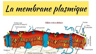 🔴CYTOPHYSIOLOGIE CELLULAIRE  structure et architecture de la membrane plasmique [upl. by Akim747]