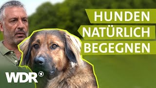 Hundebegegnungen ohne Stress  Hunde verstehen  S01E02  WDR [upl. by Doti]