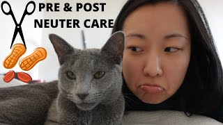 Cat Neutering Our experience and Practical Care Tips [upl. by Anniala]