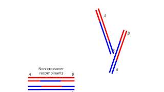 Homologous Recombination [upl. by Holms]