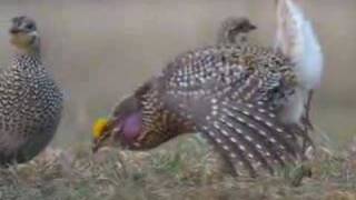 Sharptail Grouse Dancing [upl. by Spooner]