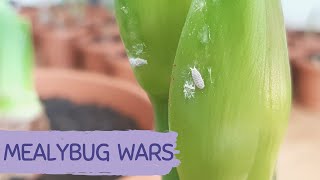 How to control houseplant PESTS  MEALYBUGS  Pest control without pesticides POSSIBLE [upl. by Mackler]